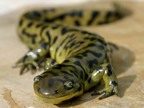 38. Tiger Salamander